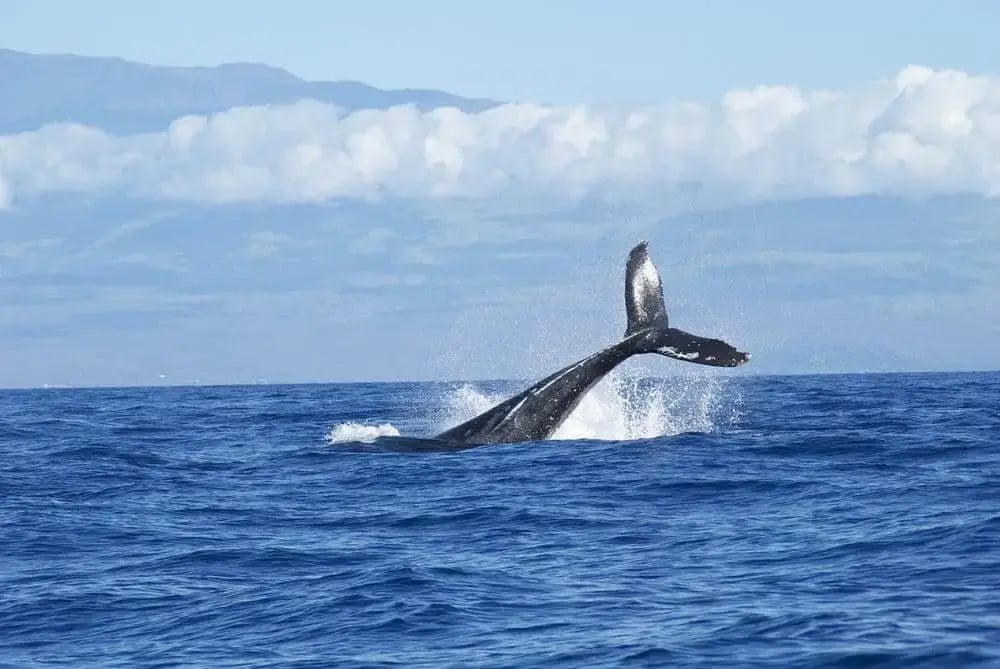 blue-whale-tail