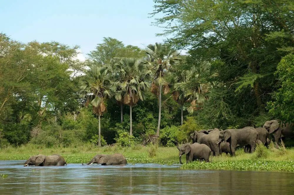 elephant-herd-crossing-river-malawi