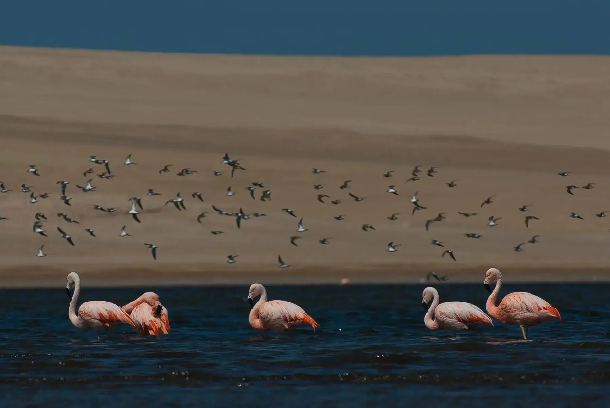 flamingoparacas2