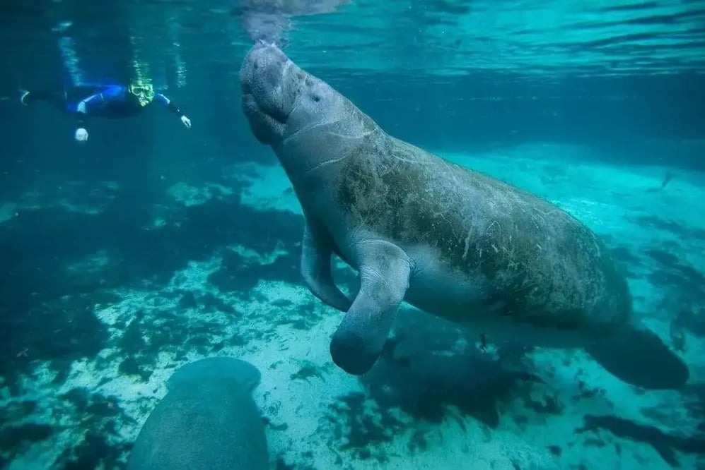 florida-manatee-with-snorkeller