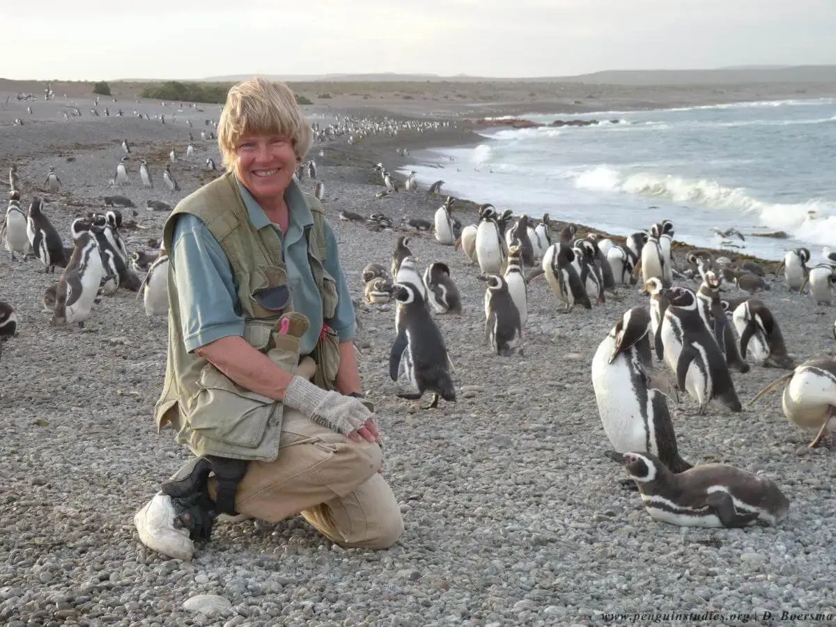 galapagos-penguin-colony