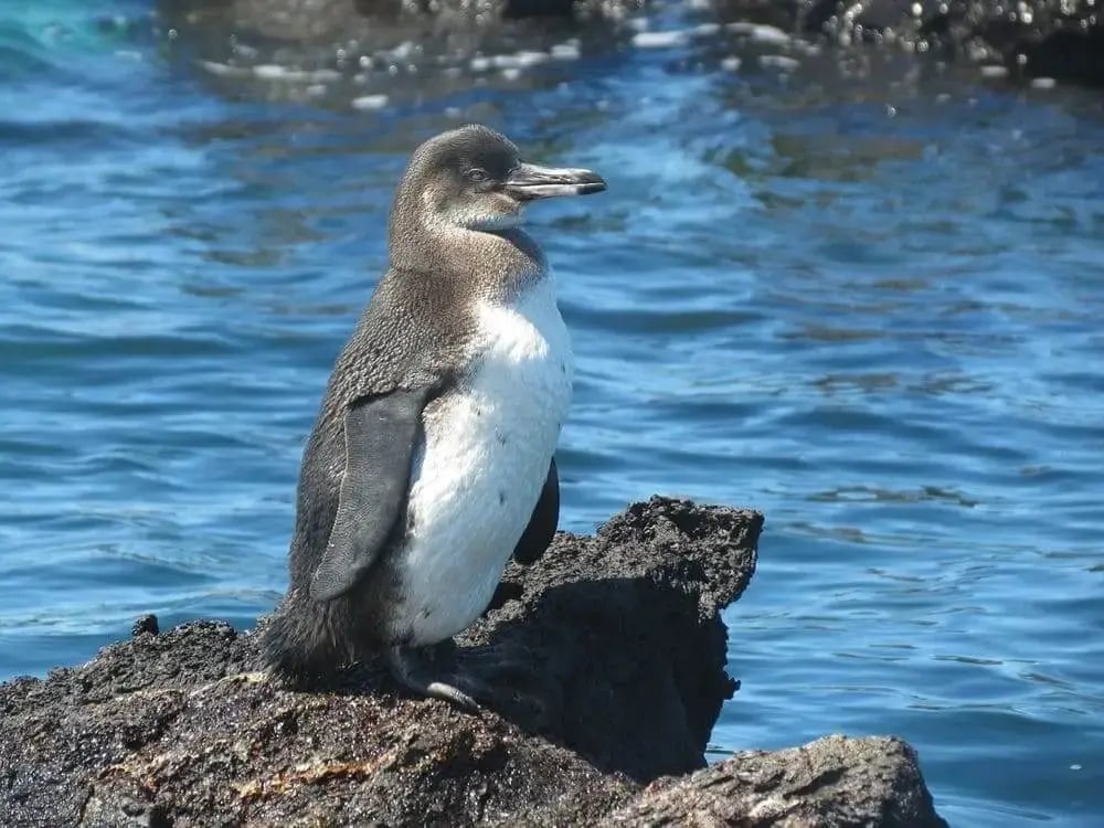 galapagos-penguin