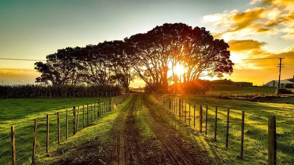 grassy-lane-new-zealand-1