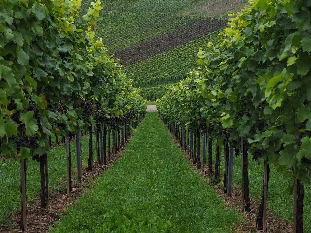 green-vineyard-1