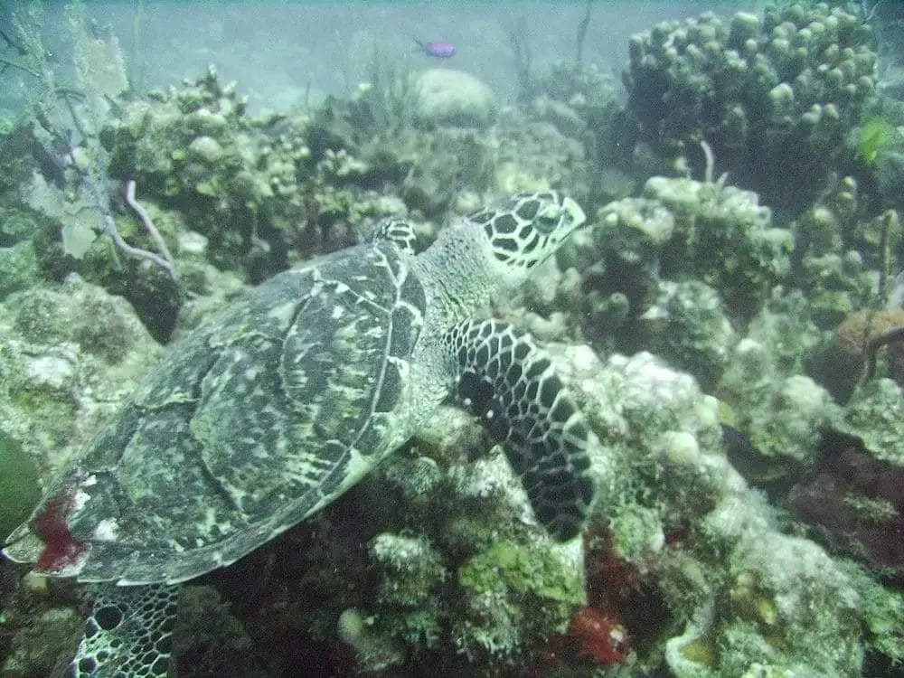 hawksbill-sea-turtle