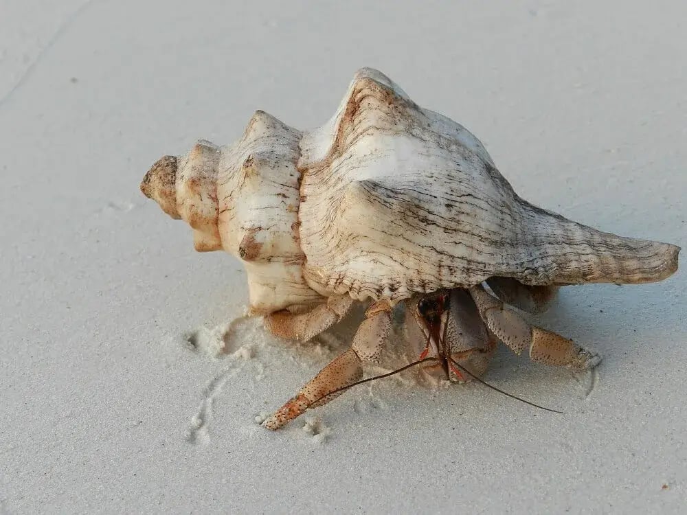 hermit-crab-in-shell-beach-zanzibar