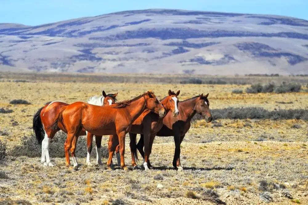 horses-pampas-argentina