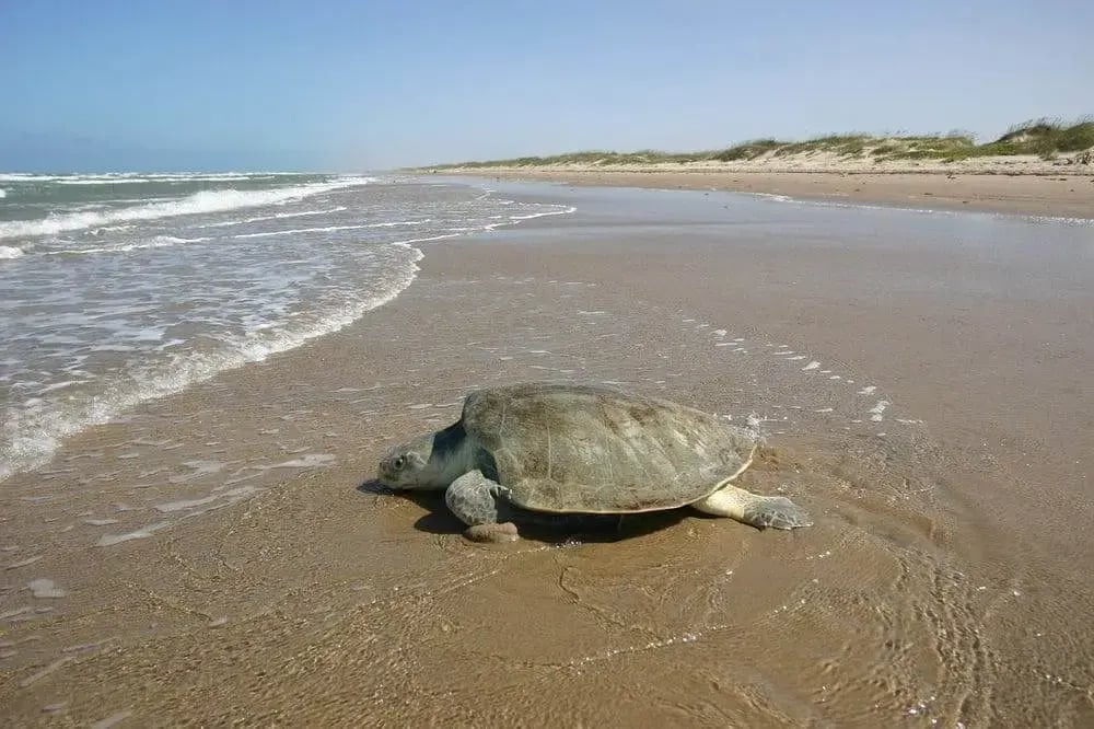 kemps-ridley-sea-turtle