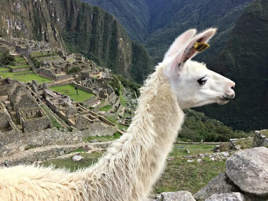 llama_peru_pixabay