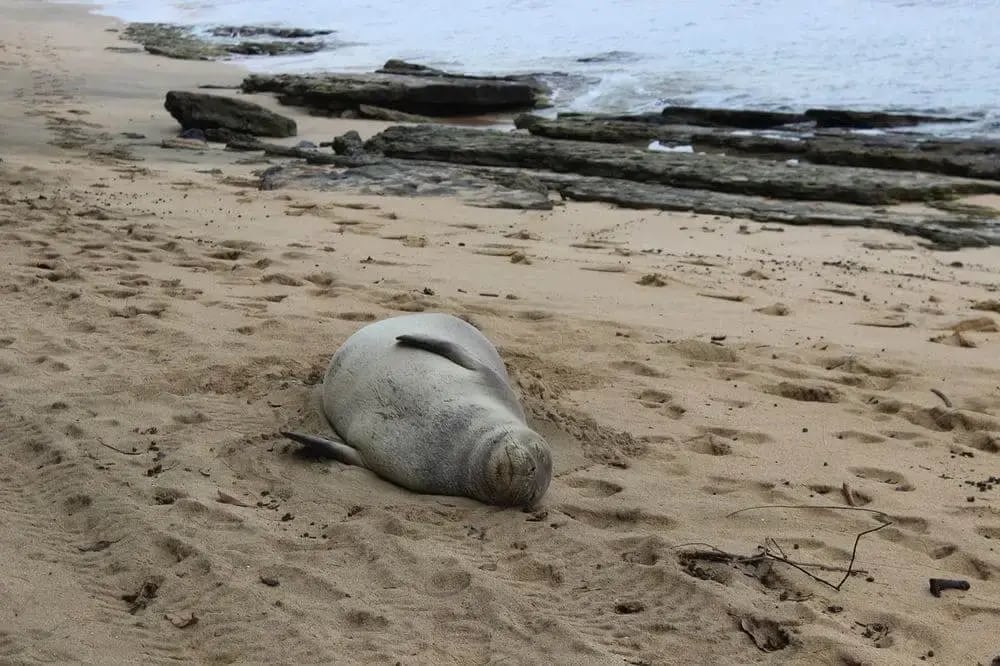 monk-seal