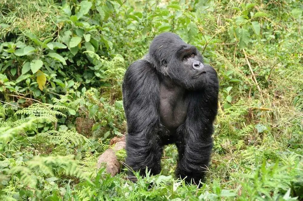 mountain-gorillas-rwanda-2