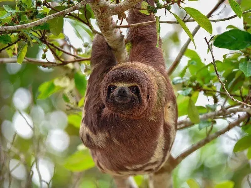 muyunalodgesloth