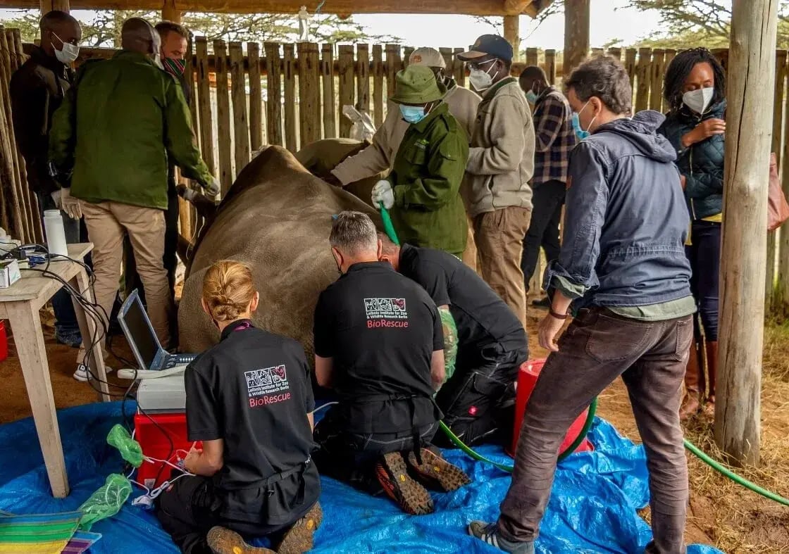 najin-northern-white-rhino