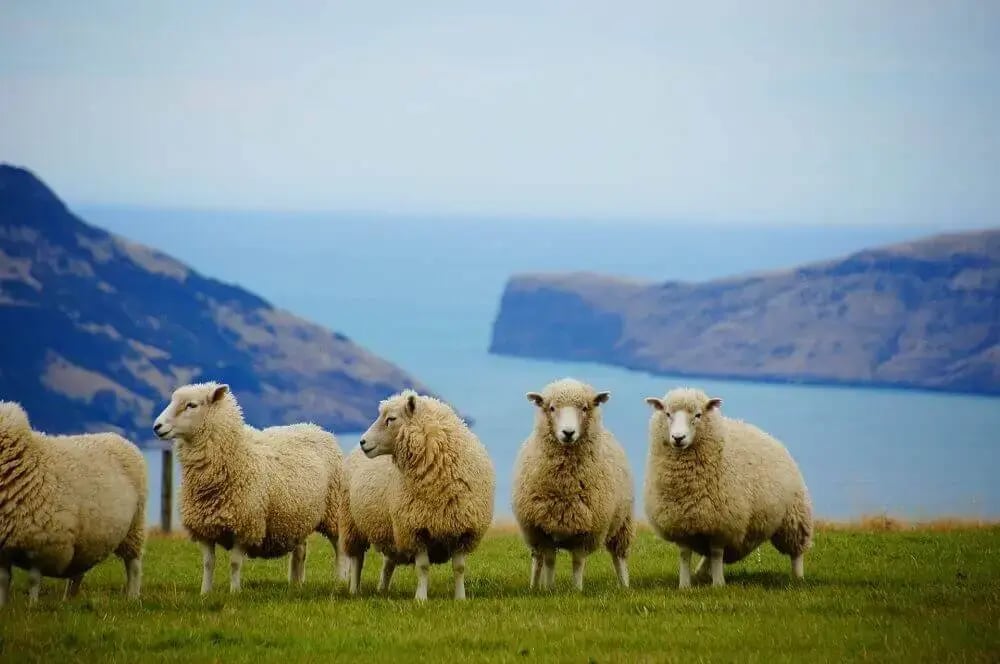 new-zealand-landscape-mountains-ocean-sheep