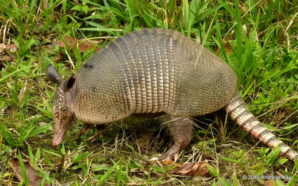 nine-banded-armadillo-of-ecuador