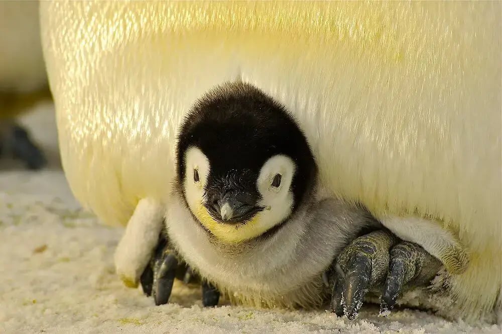 penguin-chick-keeping-warm-in-antarctica