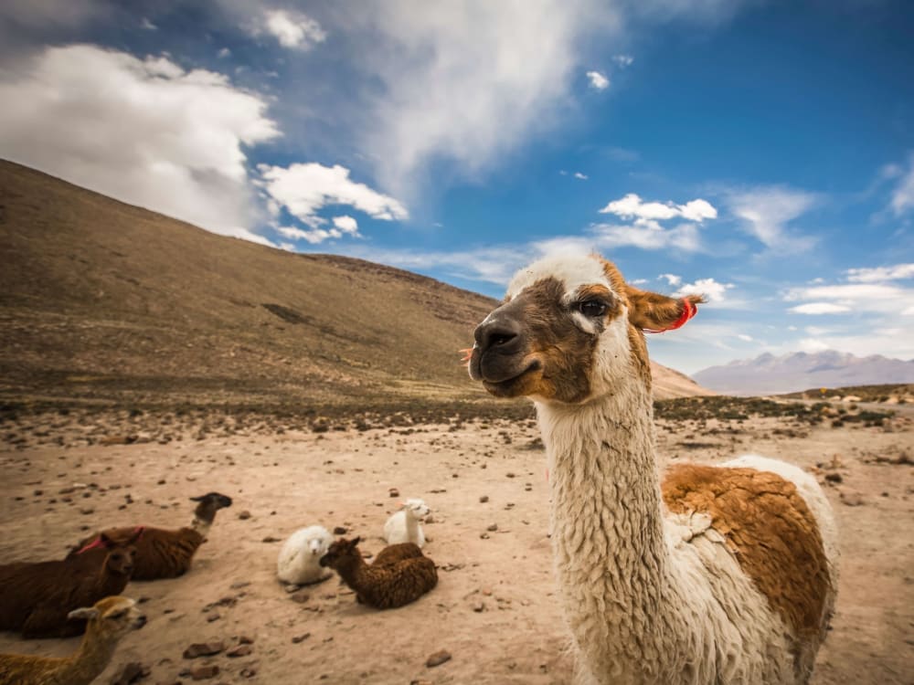 peru_llama_ashmno-4