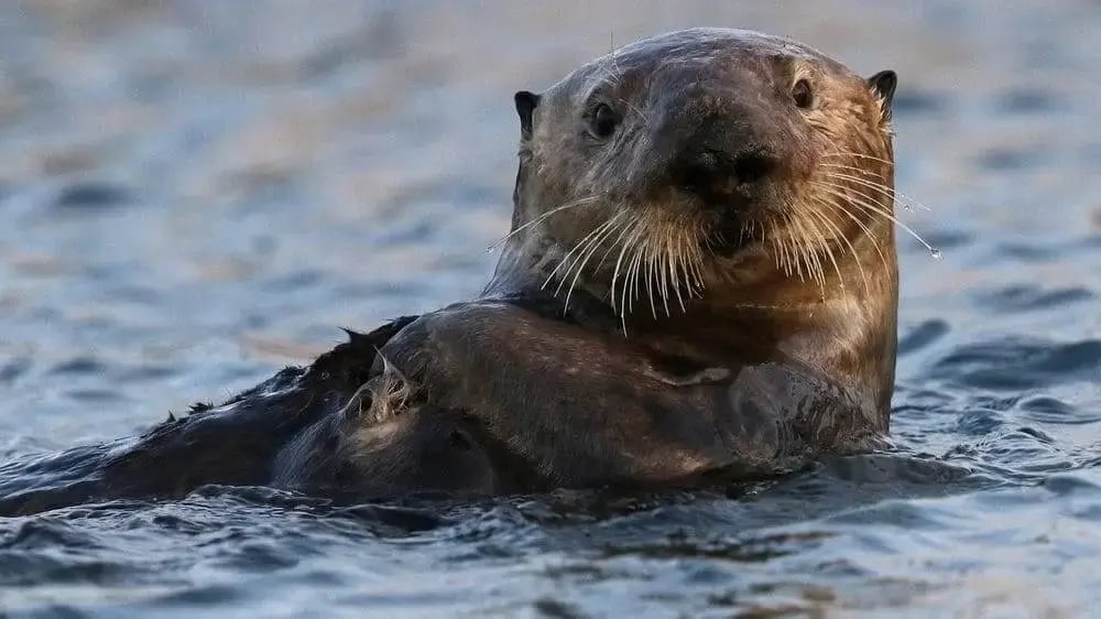 sea-otter