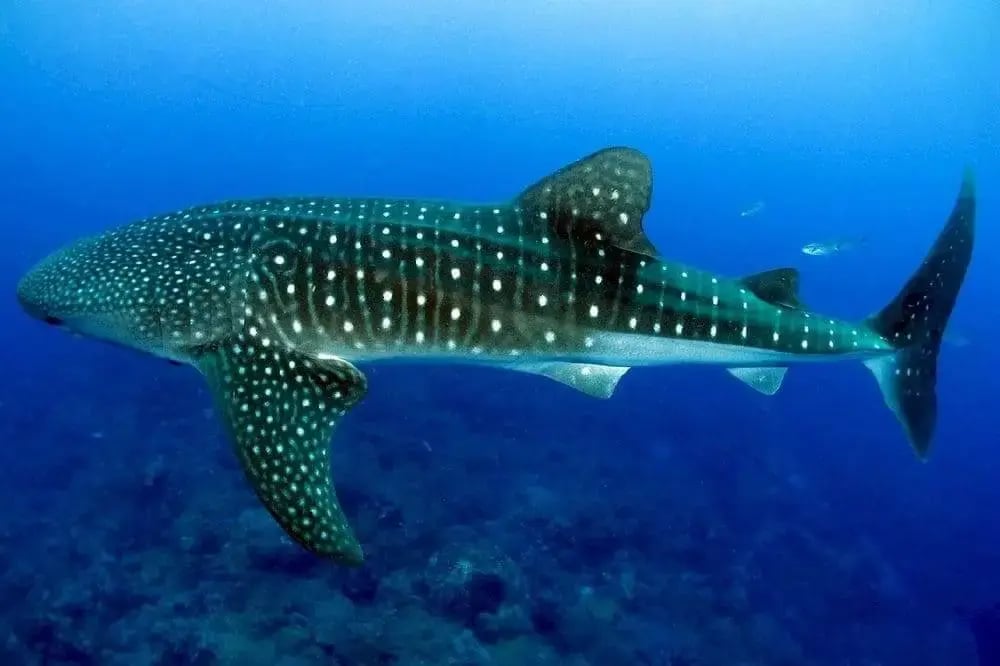 whale-shark-swimming