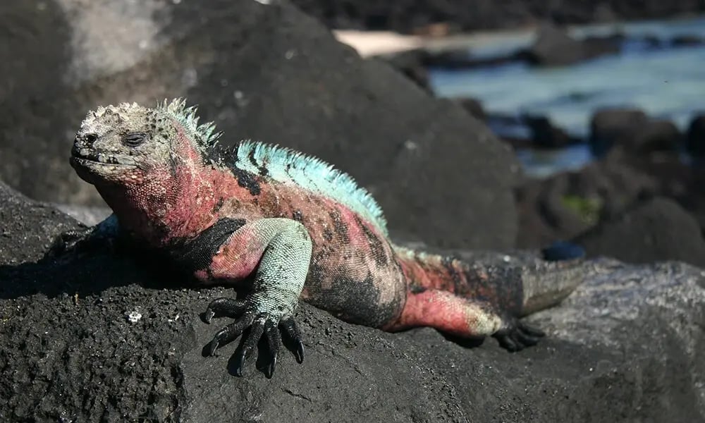 wildlife-marine-iguana