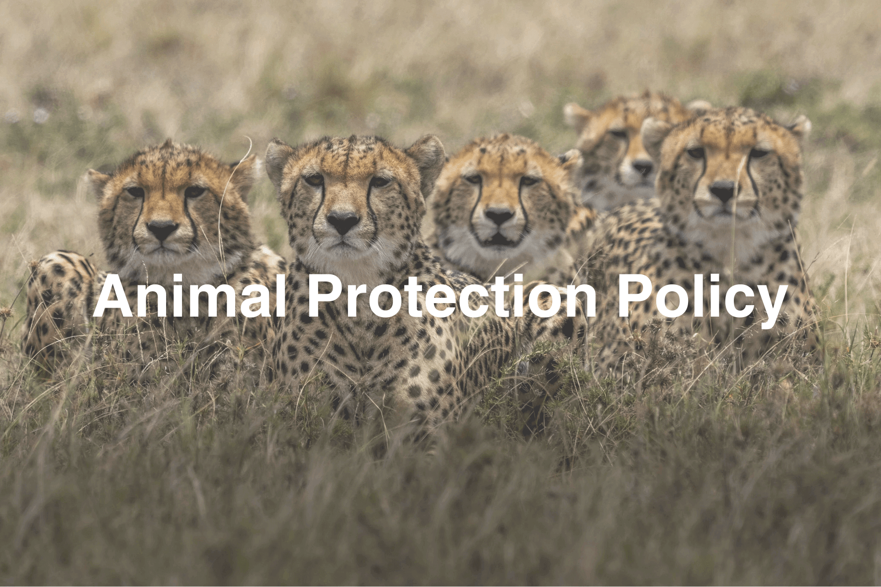 Animal Protection Policy