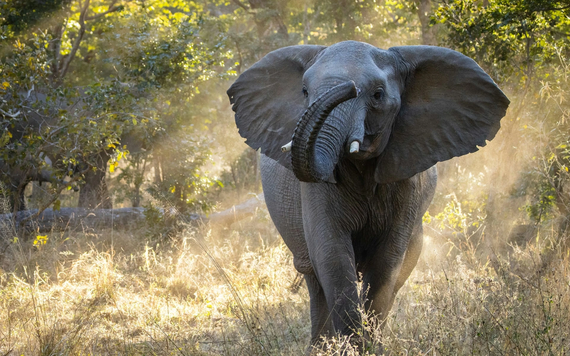 An elephant walking in the African Bush in Zimbabwe. 