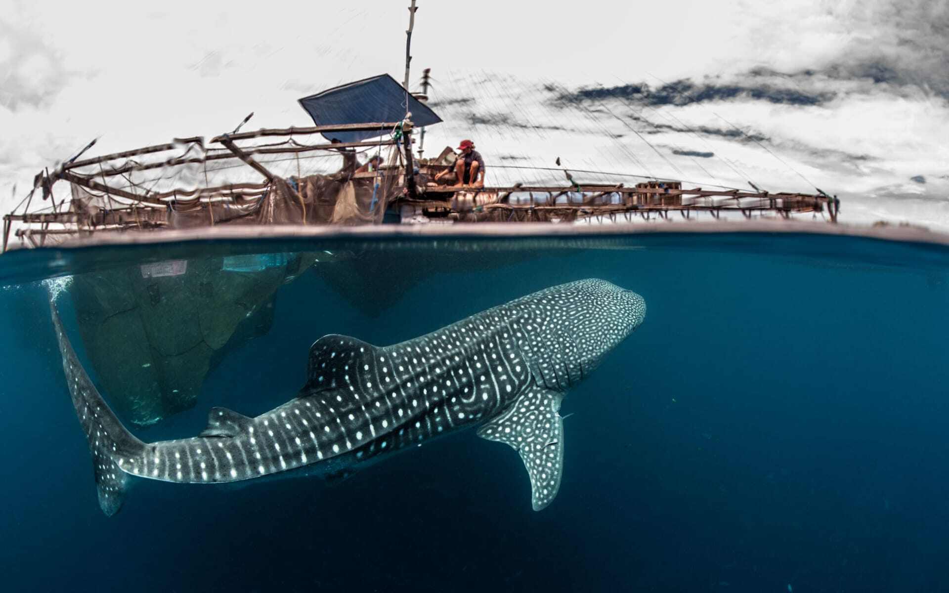 Japan and the Wildlife of Borneo