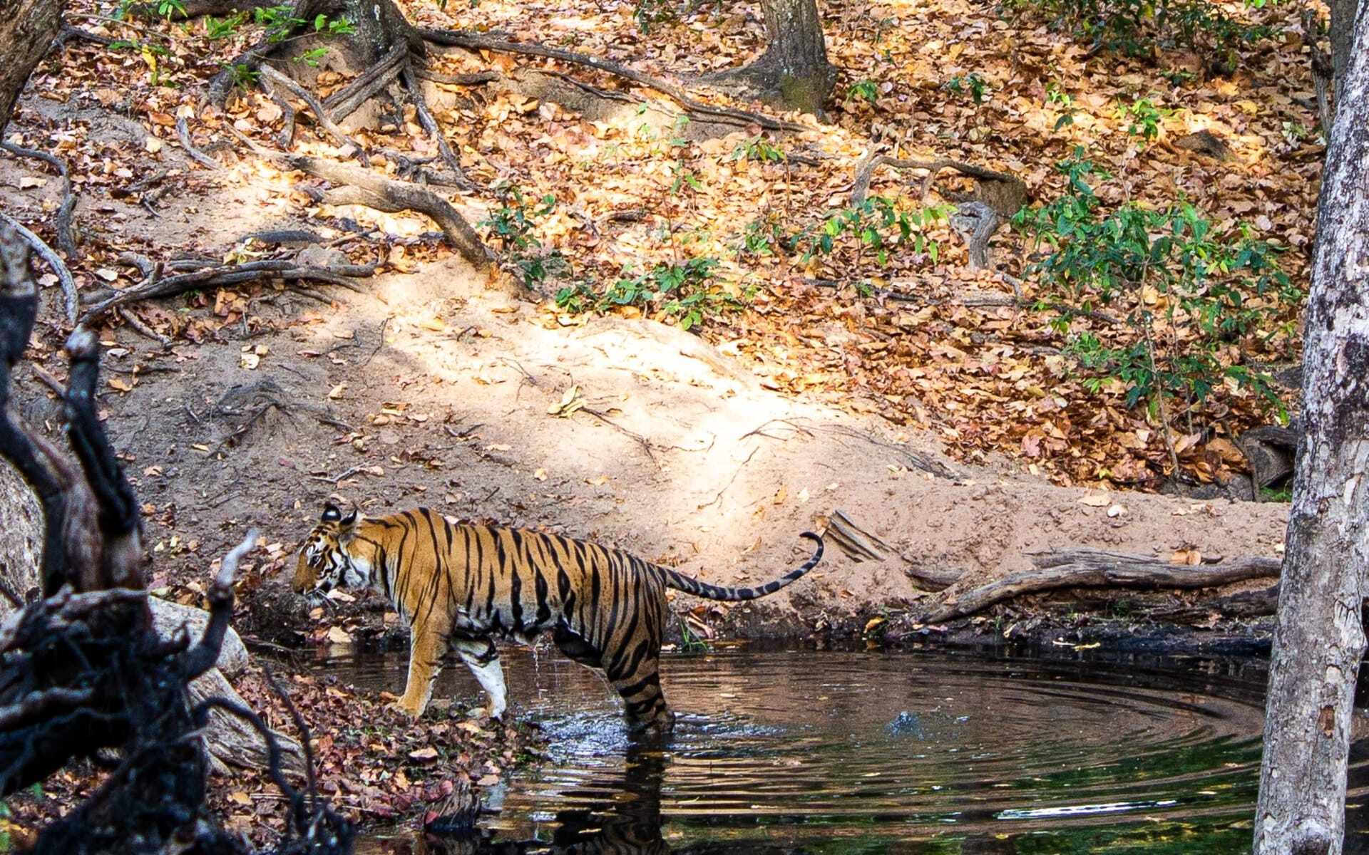 Bandhavgarh National Park