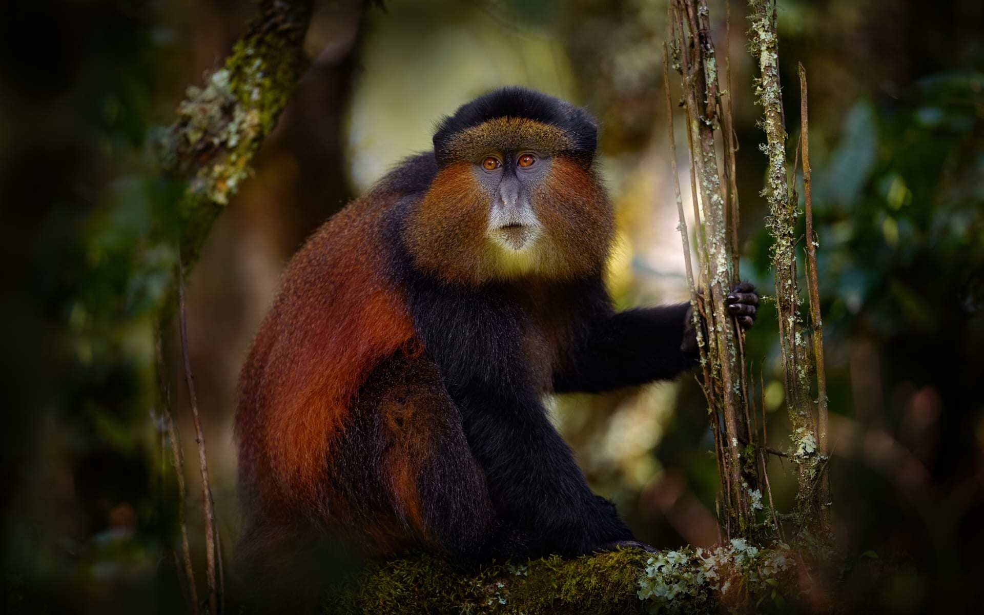 One Week Mountain Gorilla and Golden Monkey Safari