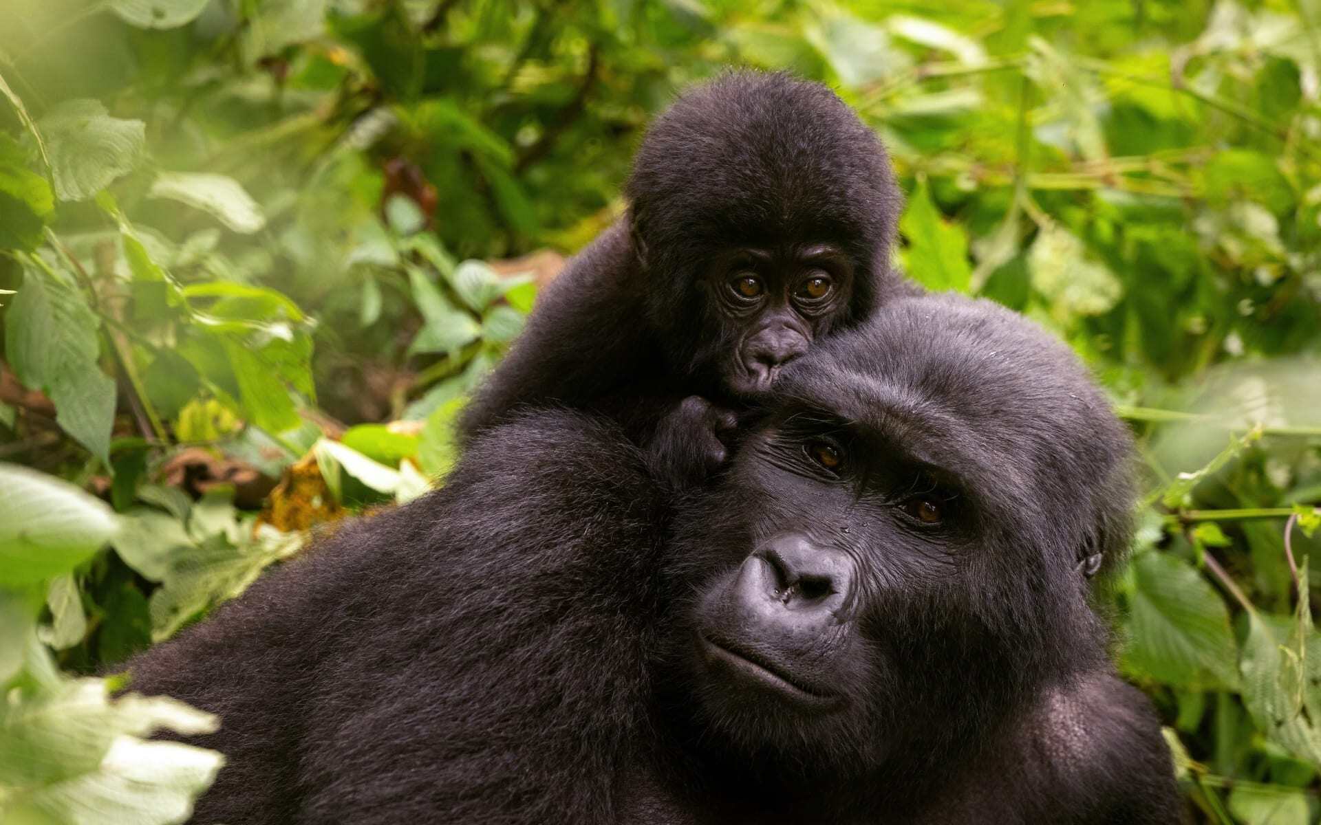 Gorilla and Chimpanzee Safari in Uganda