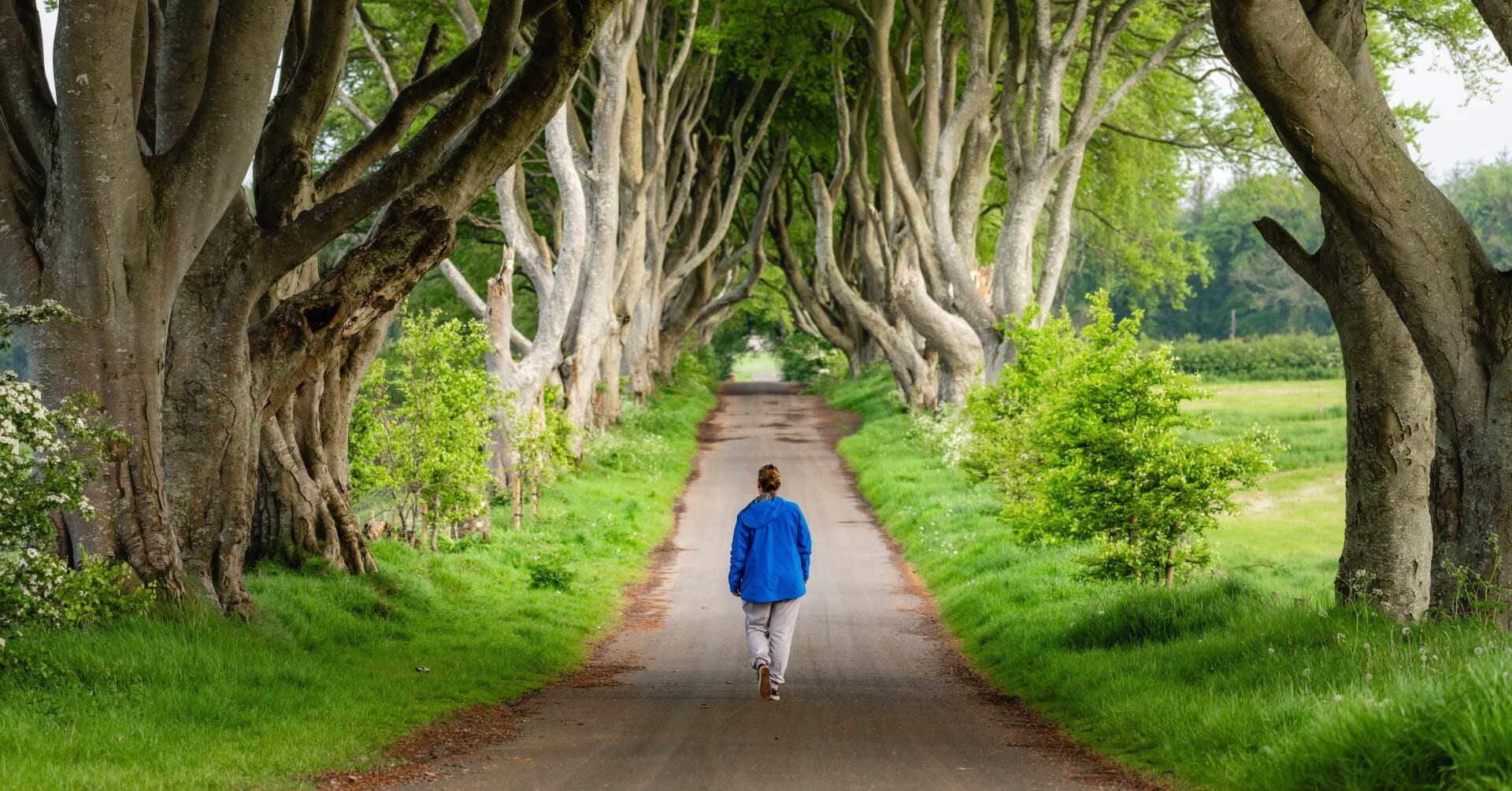 A man walks through the Dark Hedges in Northern Ireland on a Game of Thrones tour.