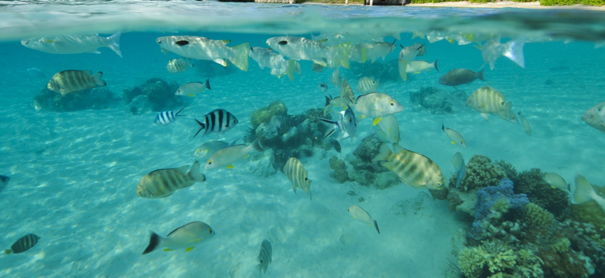 Fishes are swimming in the ocean and surrounded by coral reefs.