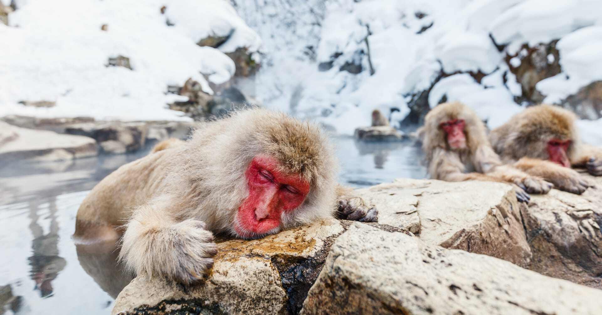 Monkeys relax in hot springs in Yudanaka Park.