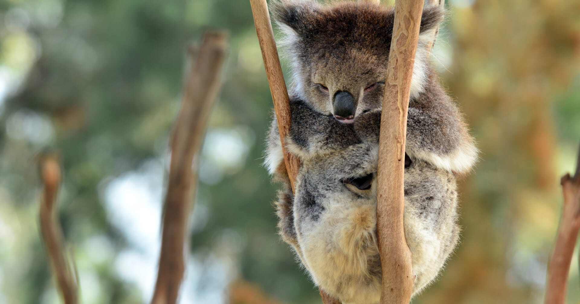 A koala relaxes in a tree in Australia.