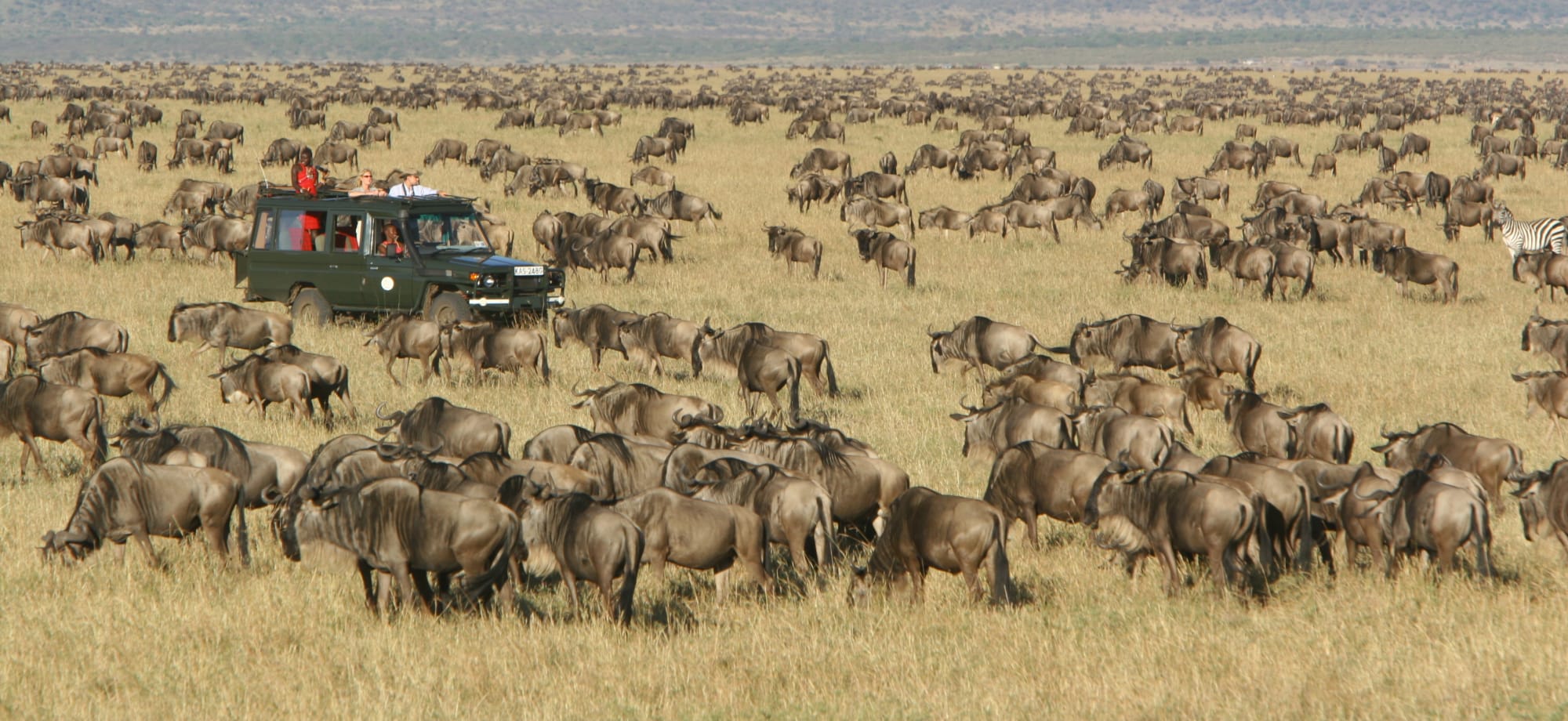 A safari vehicle is surrounded by hundreds of wildebeest. 