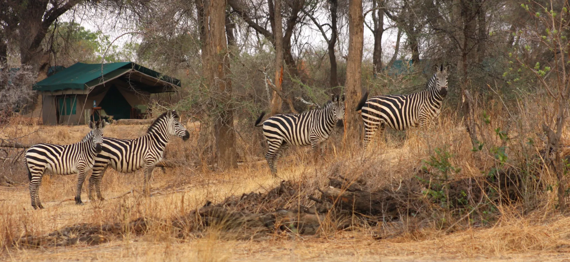 A row of zebras stand ahead of Mdonya Old River Camp, surrounded by trees and foliage.