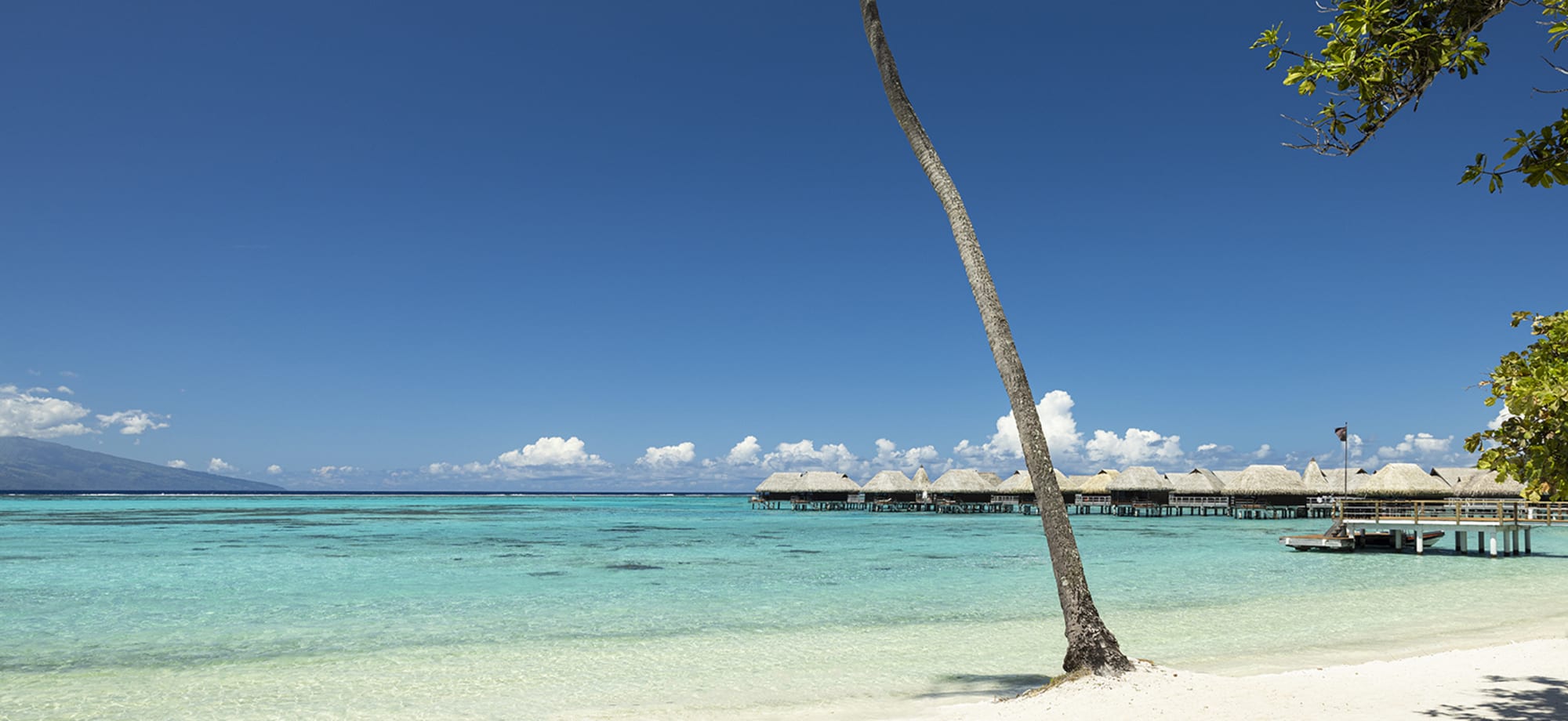 Palm tree on the beach by crystal clear ocean