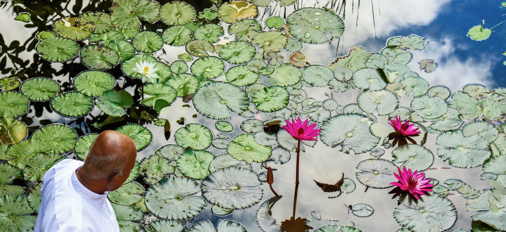 A man gazes at the hotel's beautiful lily pond. There are pink lilies amongst the reflective waters.