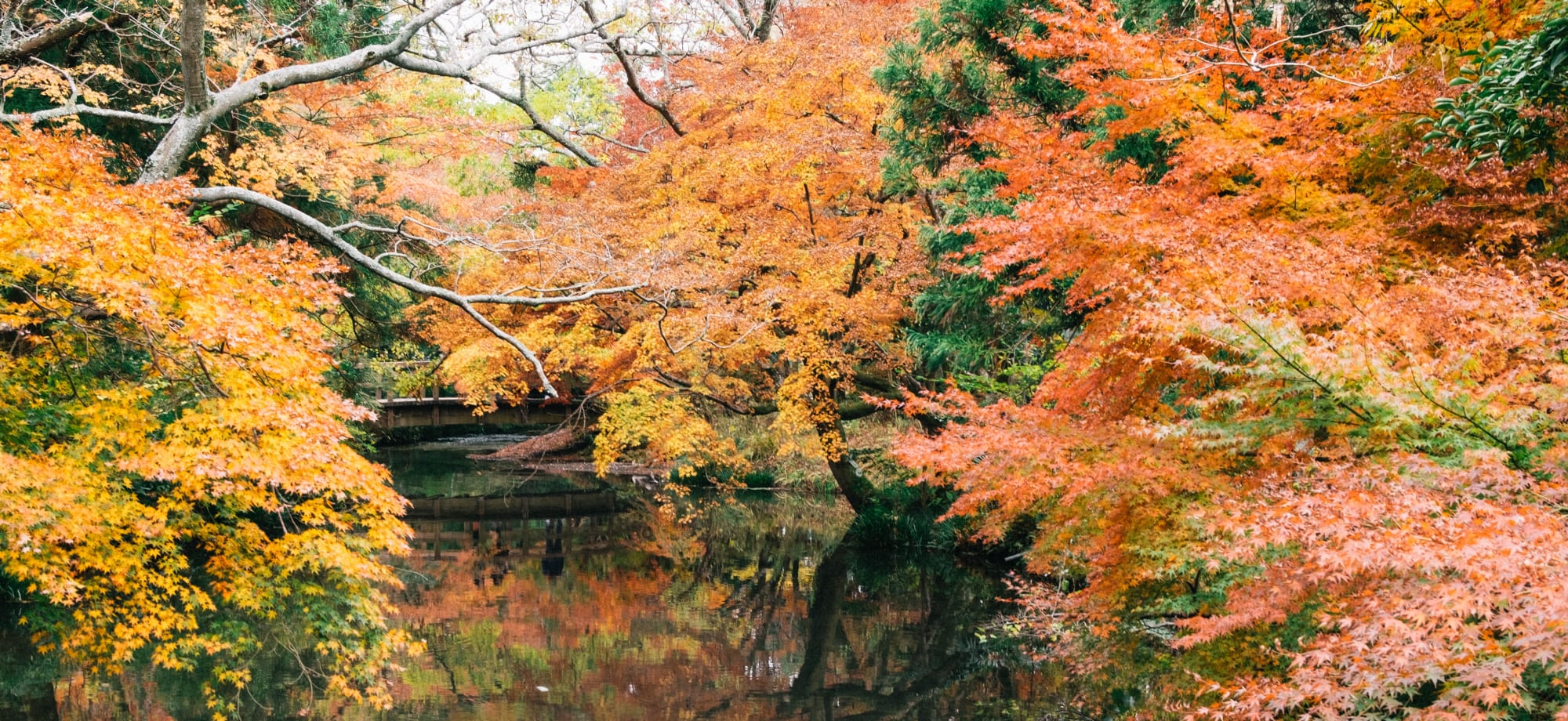A river is surrounded by trees with leaves turning colours of orange, red and yellow.