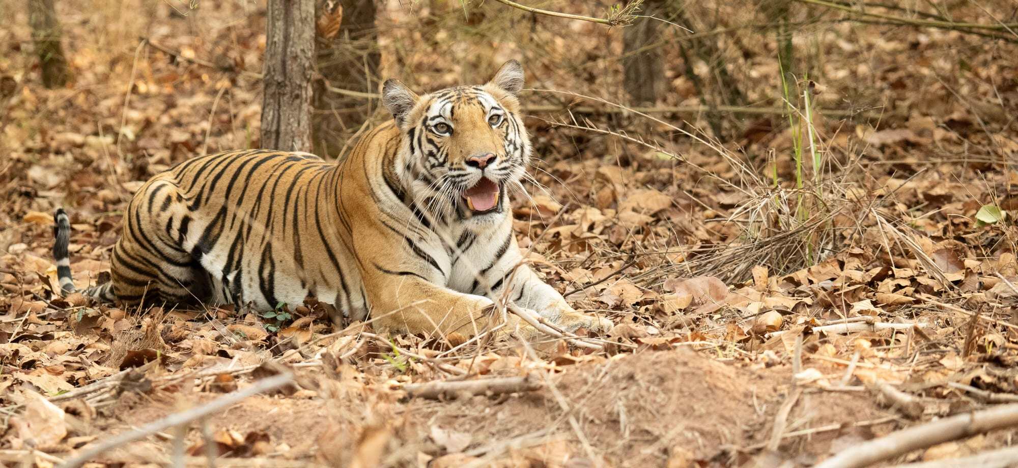 bandhavgarh_togers_india_shutterstock__dt6tpn