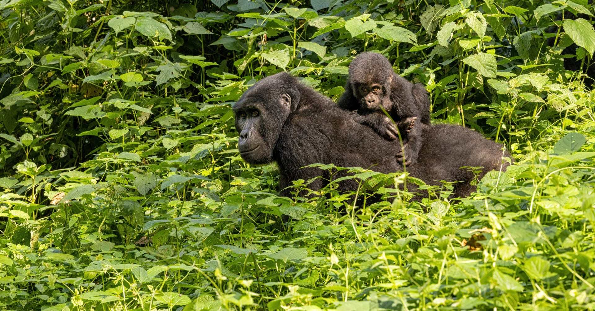 A gorilla and her baby wander the Bwindi Forest in Uganda.