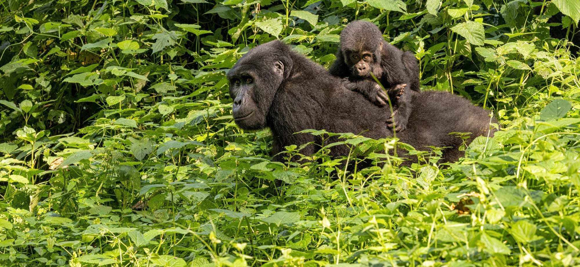 A gorilla and its baby wander the Bwindi Forest.