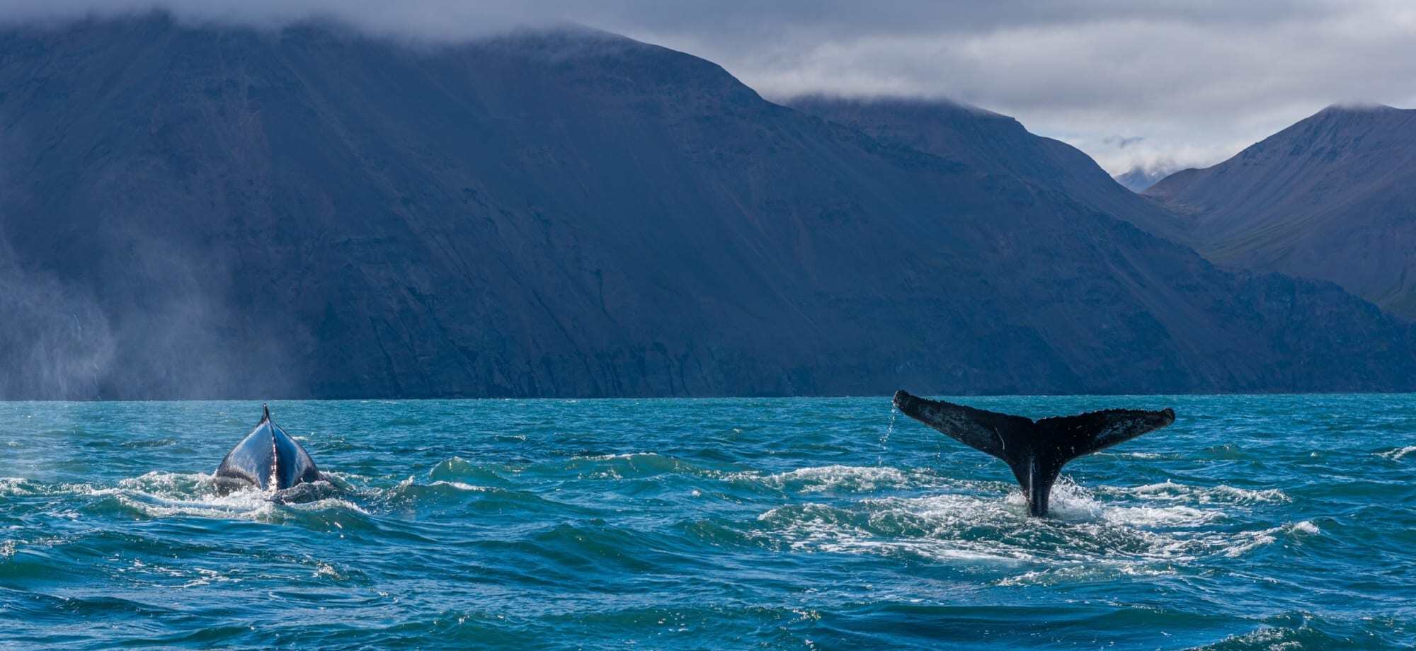 spot the humpback whales iceland