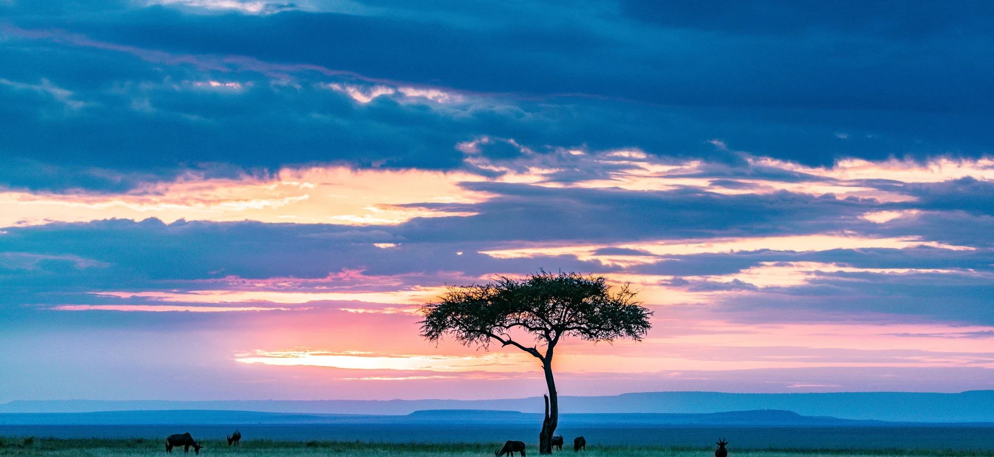 An Acacia tree stands in the centre of this sunset picture. The sky is washed in blues and pinks.