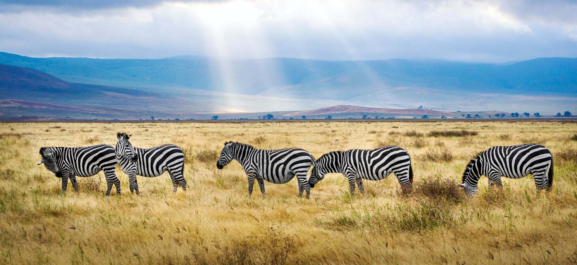 Top 7 Parks & Game Reserves in Tanzania (Including Where to Stay)