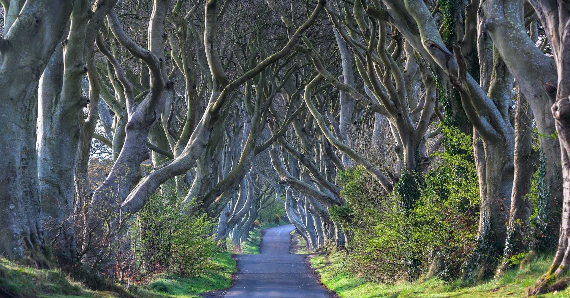 Explore Dark Hedges on your game of thrones tour in Northern Ireland