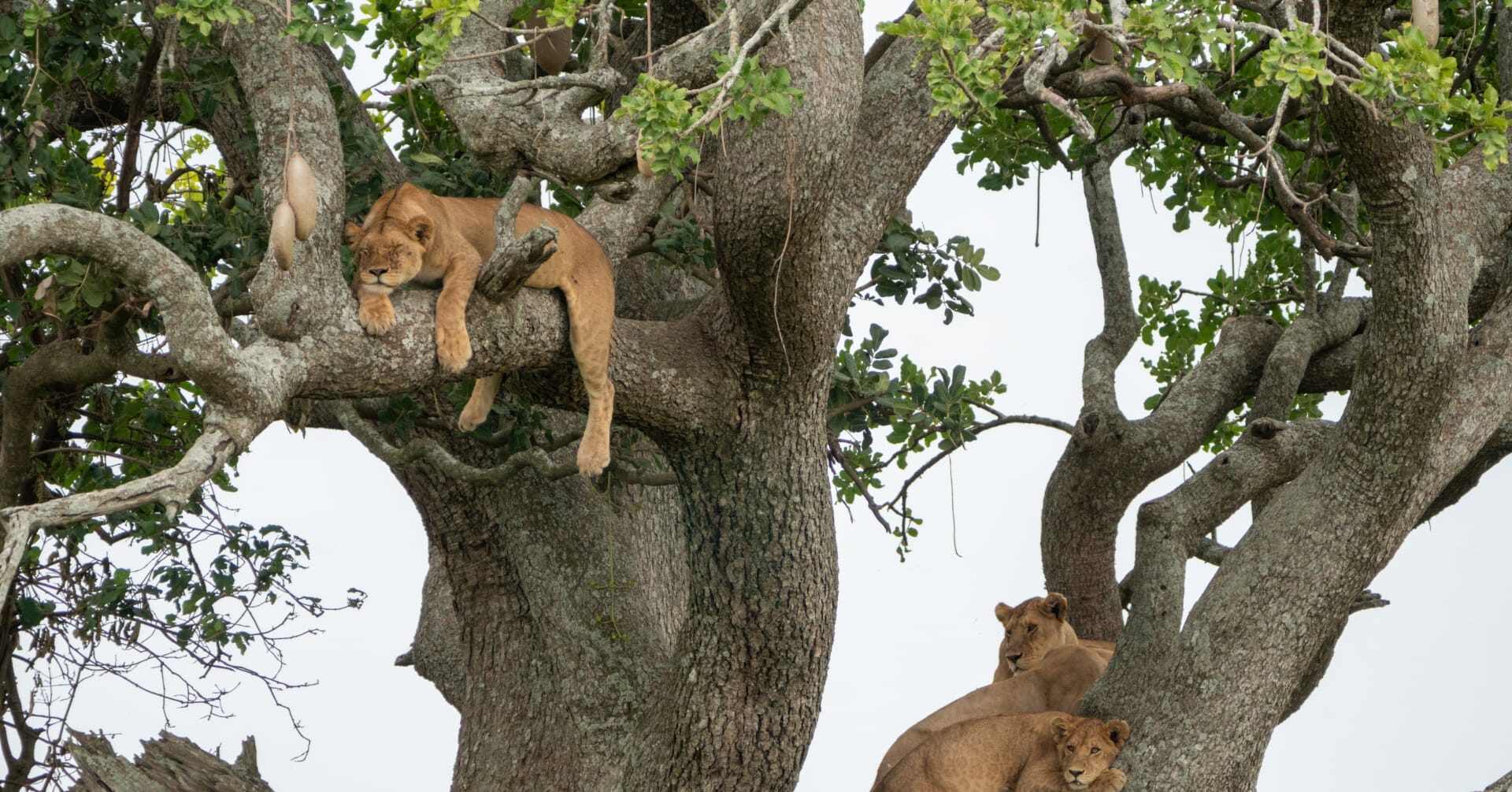 The tree climbing lions sleep during daytime.