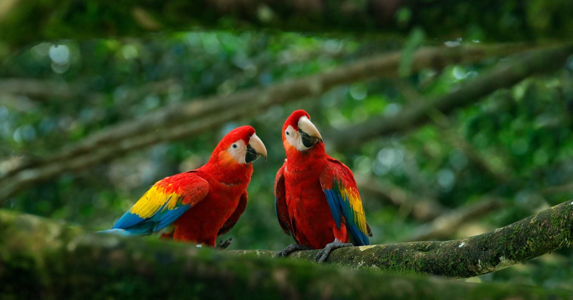 Two scarlet macaws perch on a tree in Costa Rica.