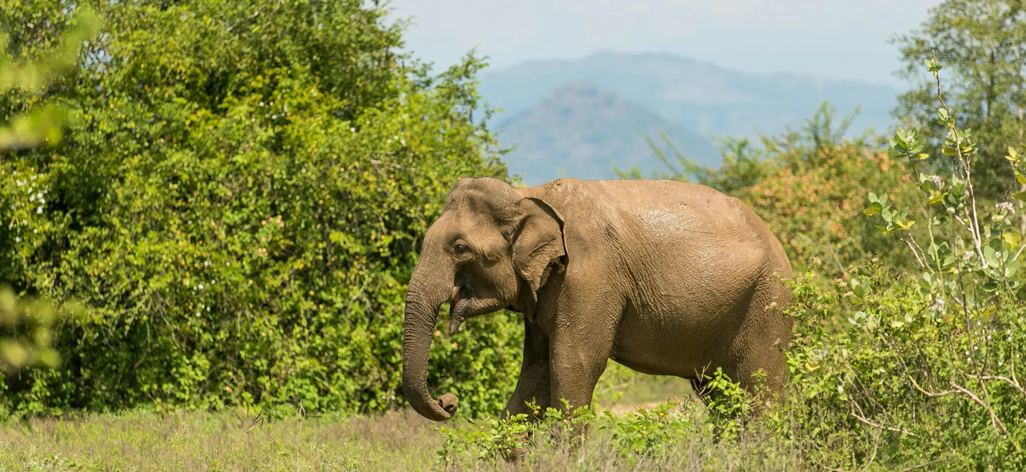 An elephant wanders the grassy grounds of Udawalawe National Park.