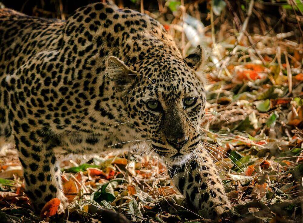 Crouching leopard in the leaves in Zambia